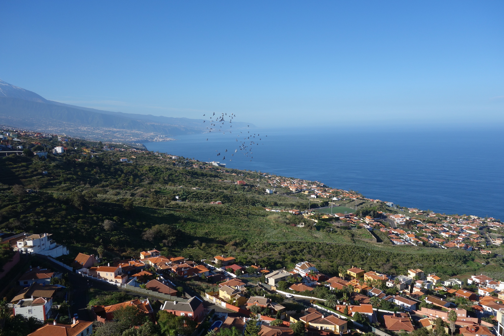 Orotava Tal Start von Brieftauben