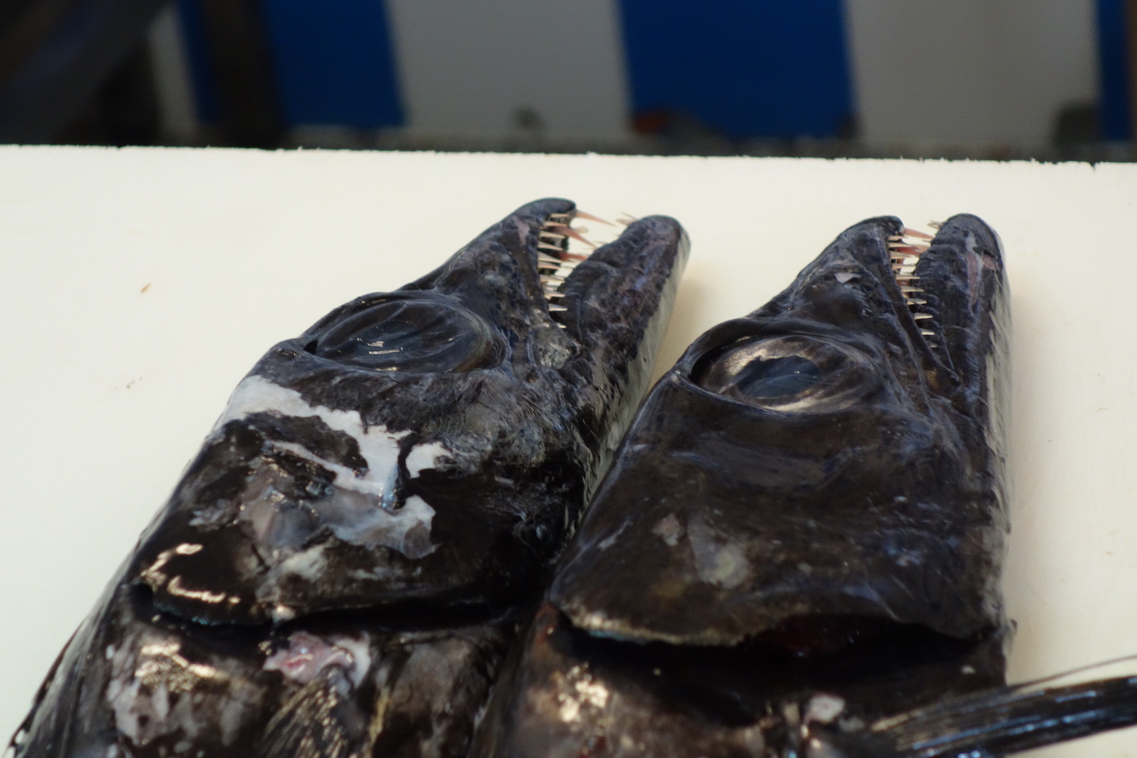 schwarzer Degenfisch